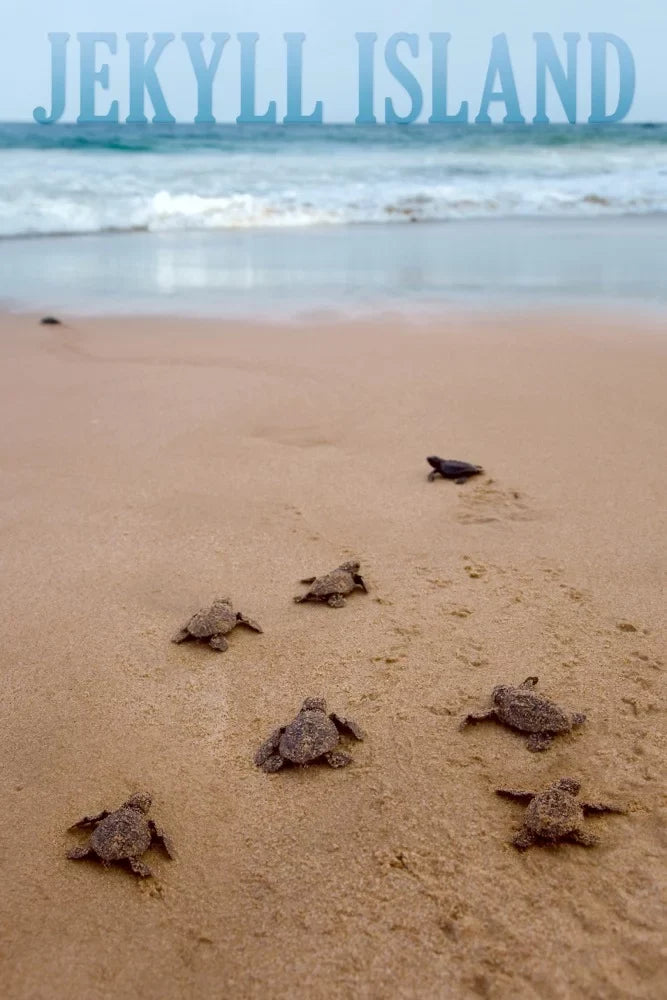 Jekyll Island, Georgia, Sea Turtles Hatching (19x27 inches, Premium 500 Piece Jigsaw Puzzle for Adults and Family, Made in )