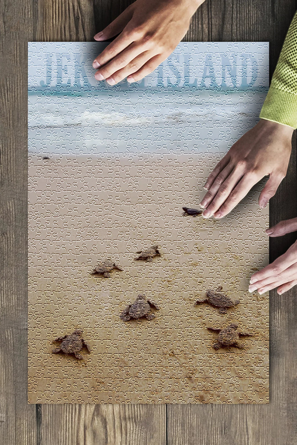 Jekyll Island, Georgia, Sea Turtles Hatching (19x27 inches, Premium 500 Piece Jigsaw Puzzle for Adults and Family, Made in )